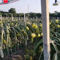 广西南宁隆安县丁当镇40亩火龙果飞防