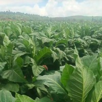 砚山烤烟飞防不限机型