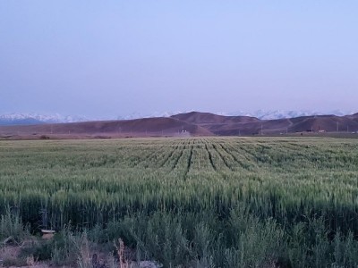新疆阿勒泰北屯地区范围内各种农作物植保  撒硫磺粉