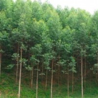 广东河源市紫金500亩桉树飞防