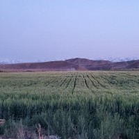 阿勒泰北屯地区周边作业各种农作物  撒硫磺粉