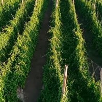 大城广安110亩山药飞防