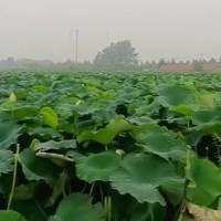 新星镇100亩莲藕飞防不限机型