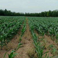 抚远地区玉米大豆统防120万亩地不限机型