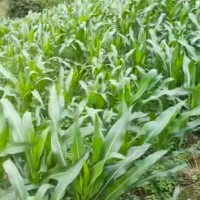 呼兰区1500亩玉米飞防马上联系
