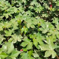 湖北仙桃300多亩棉花地飞防