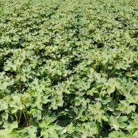 湖北监利200多亩棉花地附近飞机联系