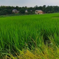 徐州睢宁400亩水稻飞防