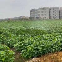 泰安岱岳区马庄120亩毛豆播撒飞防
