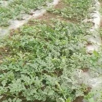 贵州省毕节织金县100亩西瓜飞防