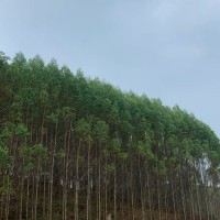 桉树林