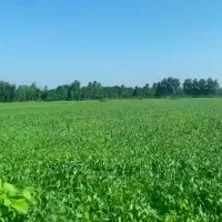 吕梁石楼1000亩高粱飞防