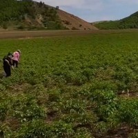 承德围场龙头山70亩药材飞防