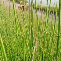 吴江区厂区项目飞防除草随意喷附近无作物