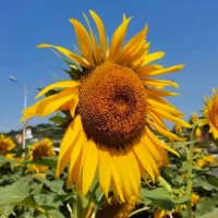 富蕴县1000亩葵花今晚飞防马上联系