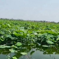 济宁200亩藕塘撒肥