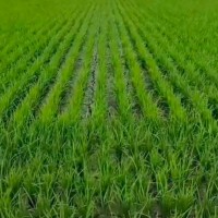 抚远地区水稻统防不限机型