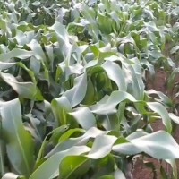 廊坊广阳 200亩苗后除草剂飞防