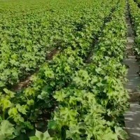 南充500亩棉花飞防大疆飞机联系