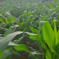 呼兰区7000亩玉米叶面肥大疆t4050联系