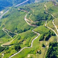 贵州罗甸600亩火龙果飞防马上联系