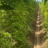 博野30亩山药飞防不限机型