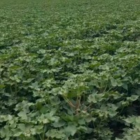 新疆喀什小麦棉花作物    3000-4000亩