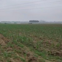 雄县米家务400亩玉米除草剂架子车联系