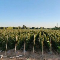 滨州300亩山药飞防不限机型