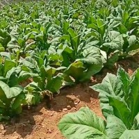 瓮安县150亩烤烟飞防不限机型