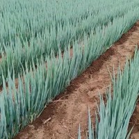 忻州忻府区90亩大葱飞防
