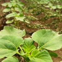 赤峰天山镇300亩葵花飞机联系