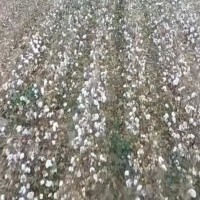 伽师县20万亩棉花开采，下蛋机联系