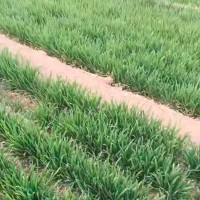 安阳25万亩小麦统防附近飞机联系