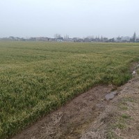 河南小麦统防统治