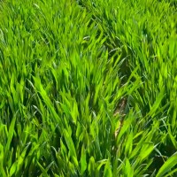 安徽200万亩统防，大疆团队联系