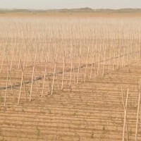 榆阳区700亩山药找无人机打药