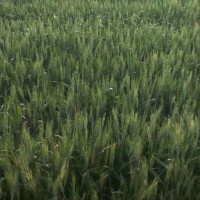 三河200亩小麦飞防