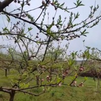 深圳南山区学校绿植找飞机打药