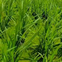 龙南水稻找无人机打药
