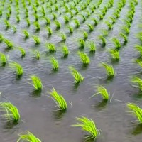 宜兴水稻打药无人机联系