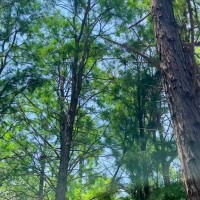 秦岭山上松树林1000亩不限机型