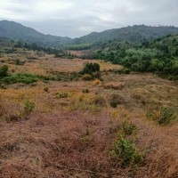 福清市荒地打草药