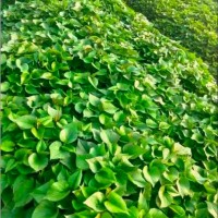 江门台山1200亩红薯苗飞防打药