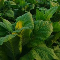 贵州毕节200亩烤烟需无人机打药