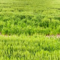 福建省漳州市诏安县四百亩打药