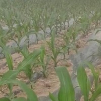 石家庄长安区北三环玉米打药