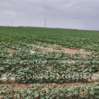 大疆无人机专业打药，接和田，喀什周围，棉花，红枣玉米打药