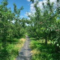 菏泽市牡丹区皇镇街道果园打药