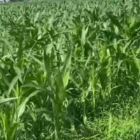 哈尔滨呼兰区6000亩玉米需要三架飞机